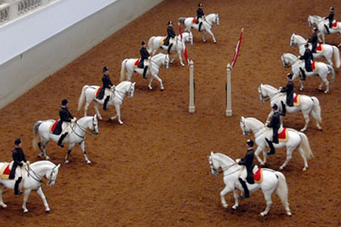 witte paarden Spaanse Rijschool Ahoy Rotterdam